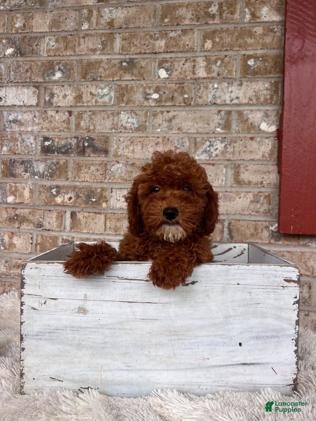  dogs for sale: Dallas - Image 1