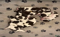 English Springer Spaniel dogs for sale: Upcoming Litter - Image 11