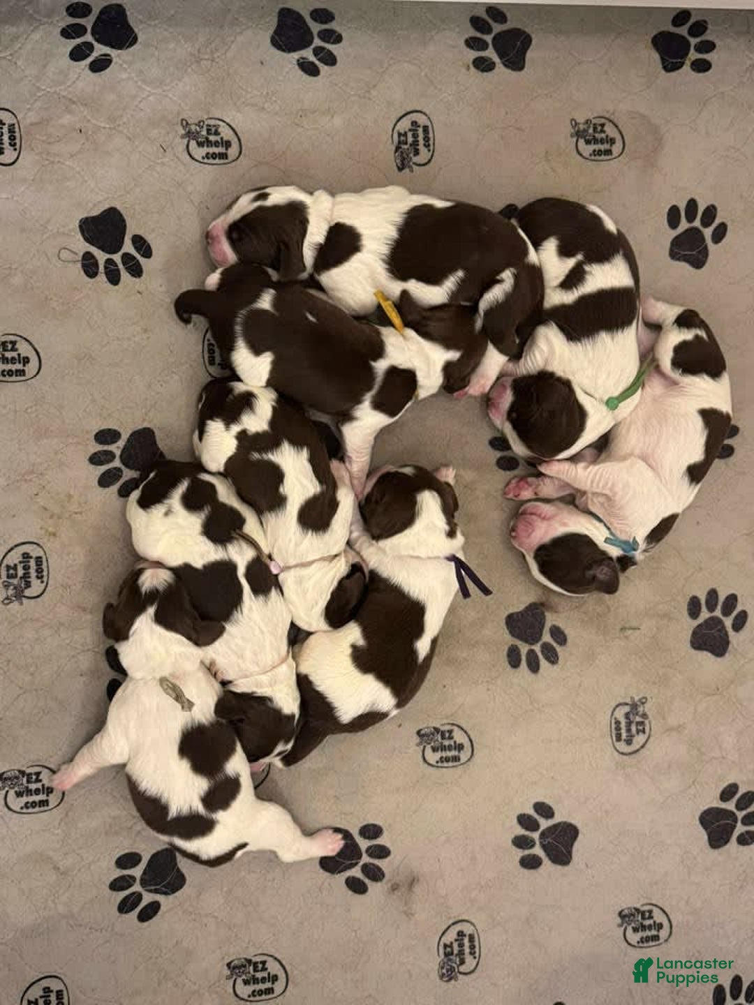 English Springer Spaniel dogs for sale: Upcoming Litter - Image 11