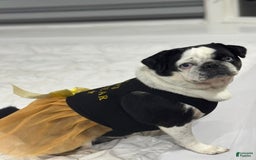 Pug dogs for sale: Silver - Image 2