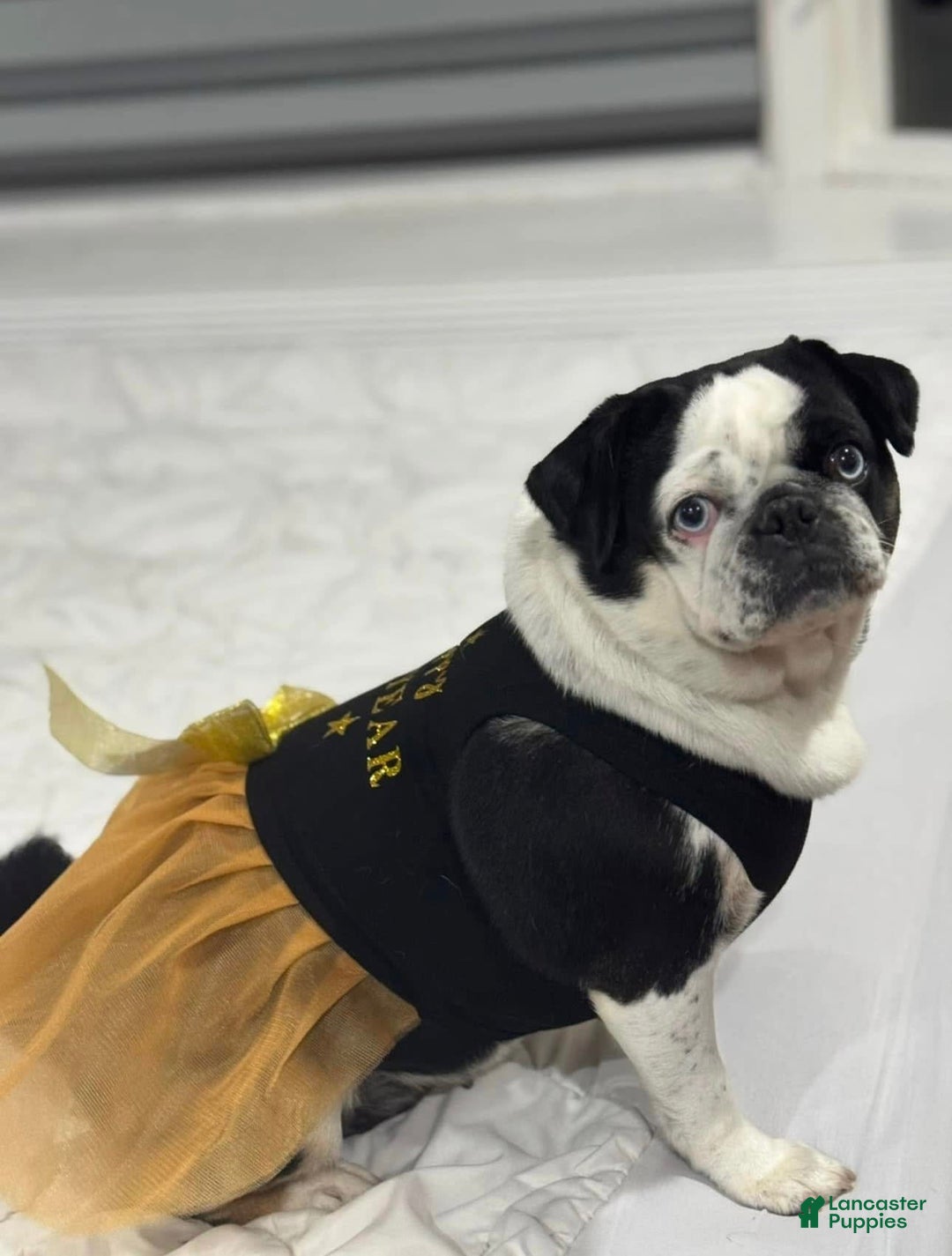 Pug dogs for sale: Silver - Image 2