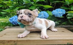 French Bulldog dogs for sale: Athena Akc - Image 9