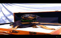 Doberman Pinscher dogs for sale: Aries - Image 1
