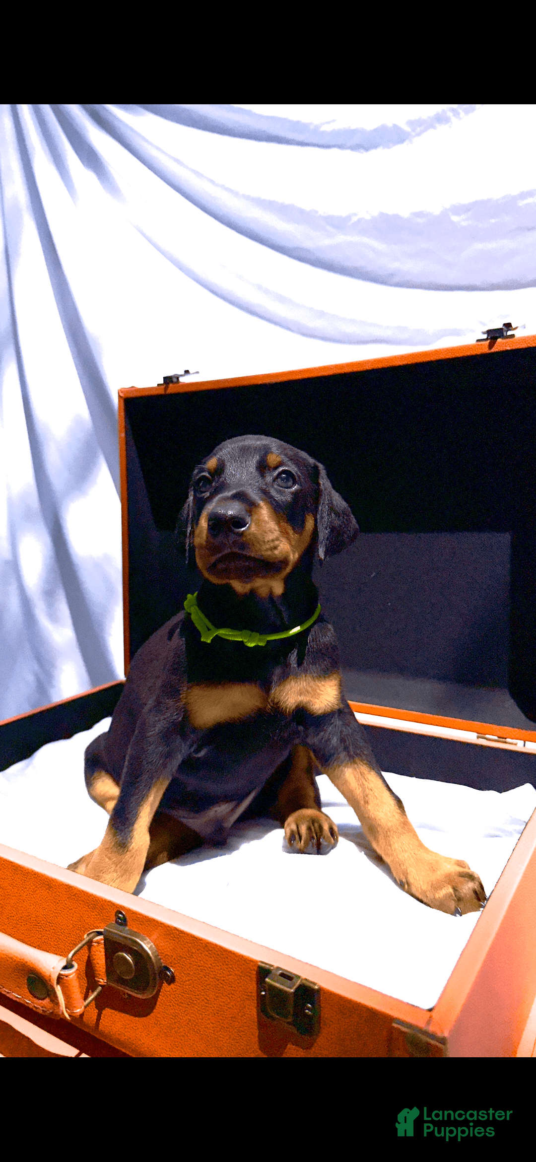Doberman Pinscher dogs for sale: Aries - Image 1