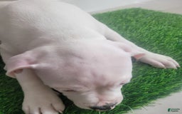 American Bully dogs for sale: Pearl - Image 4