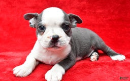 Boston Terrier dogs for sale: Boston Terrier 9 puppies - Image 1