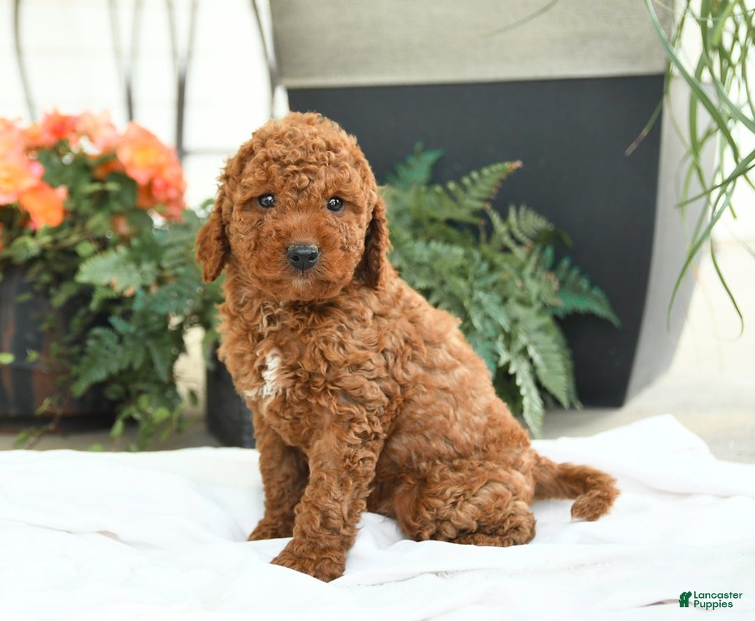 Mini Goldendoodle dogs for sale: Goose - Image 5