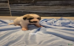Great Pyrenees dogs for sale: Red - Image 3