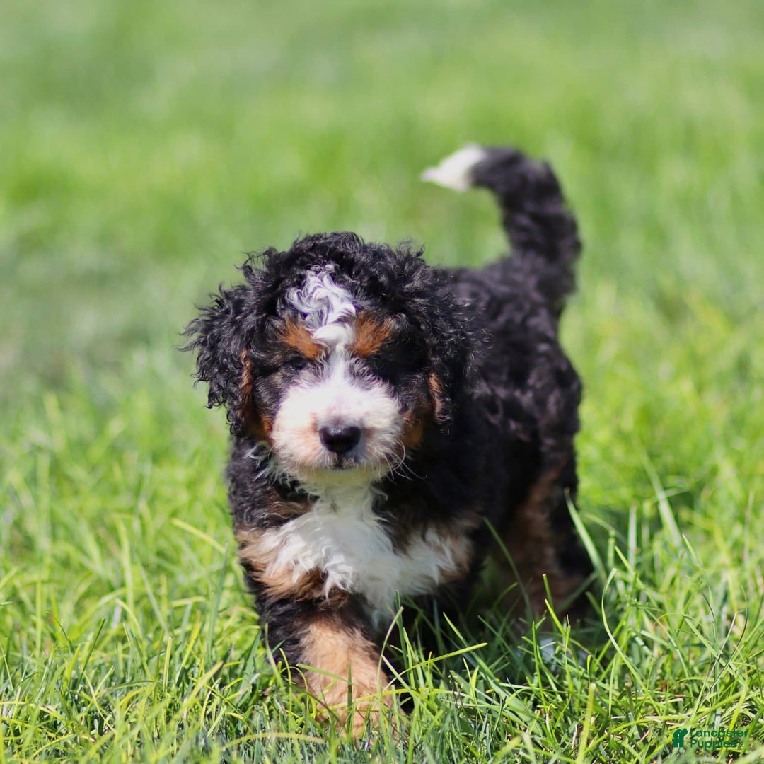 Mini Bernedoodle dogs for sale: Brooklyn - Image 4