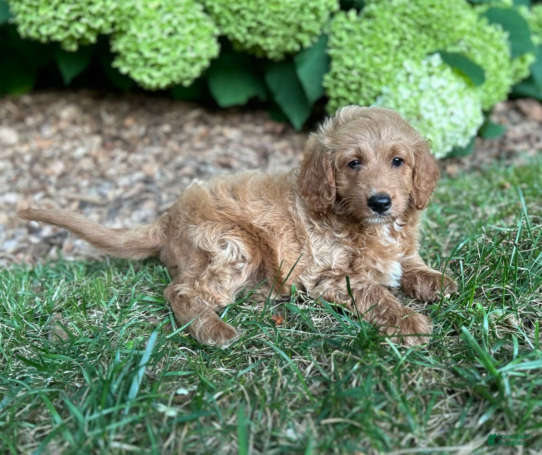 Mini Goldendoodle dogs for sale: Biscuit - Image 1
