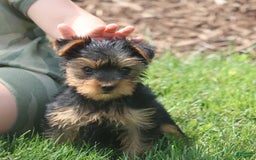 Yorkshire Terrier dogs for sale: Sweetie - Image 9