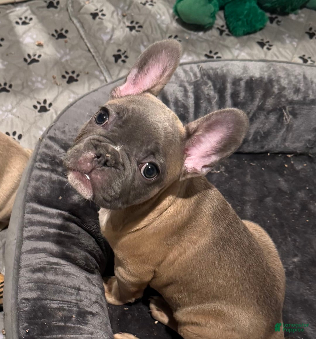 French Bulldog dogs for sale: Blessing - Image 14