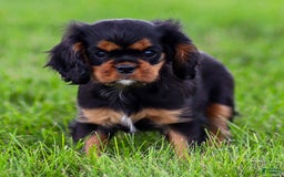Cavalier King Charles Spaniel dogs for sale: Rocky - Image 3