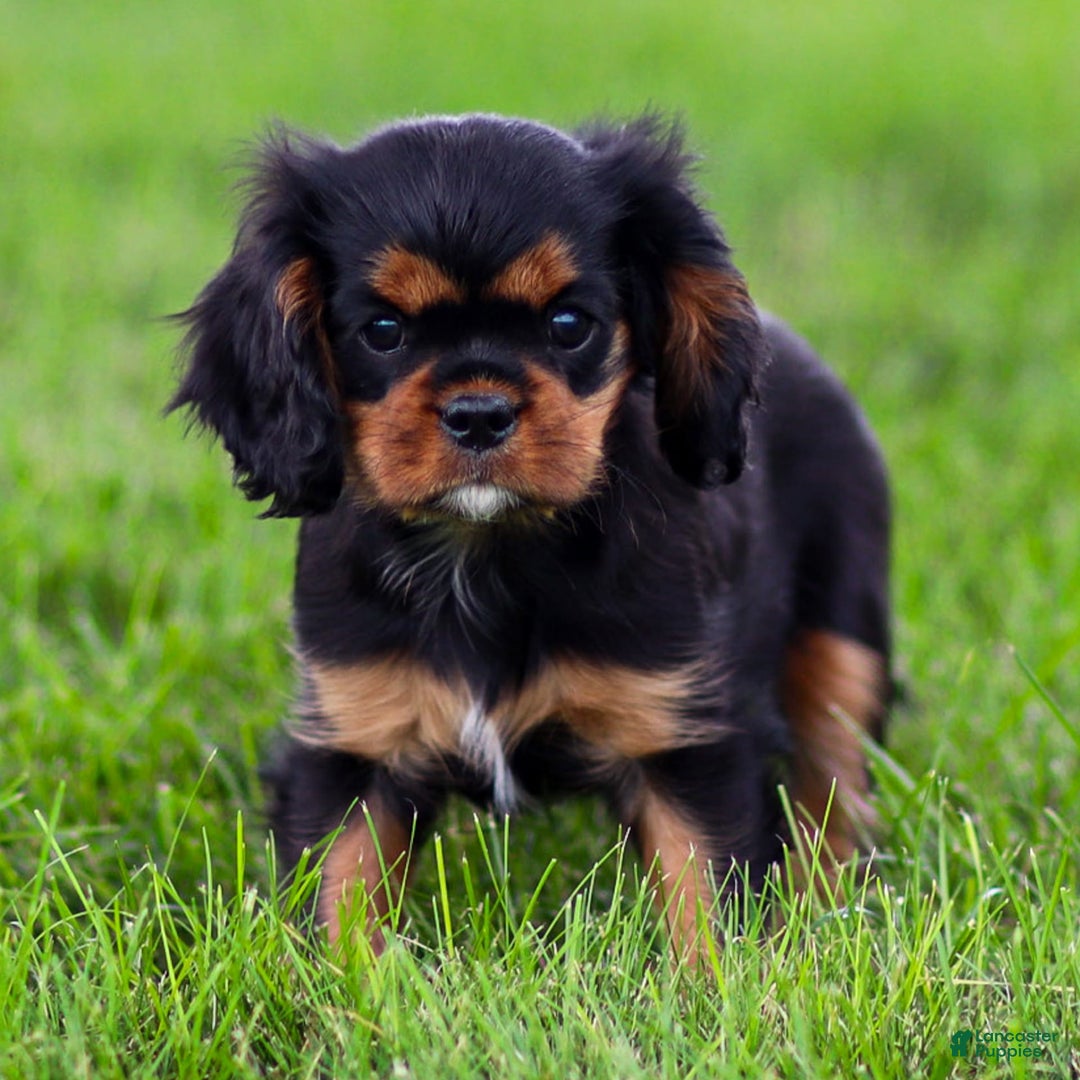 Cavalier King Charles Spaniel dogs for sale: Rocky - Image 3