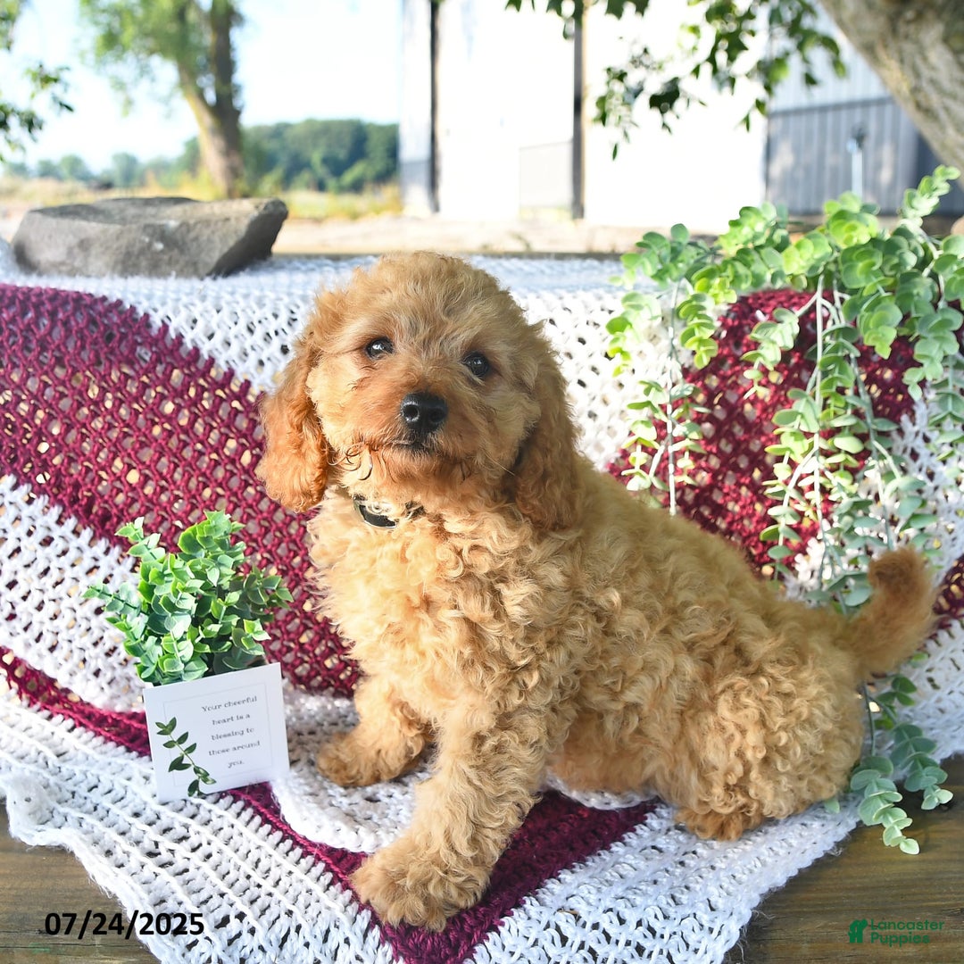 Cavapoo dogs for sale: Candy - Image 13