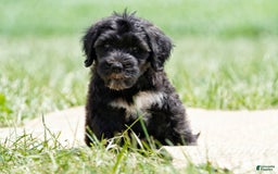 Portuguese Water Dog dogs for sale: Boots - Image 20