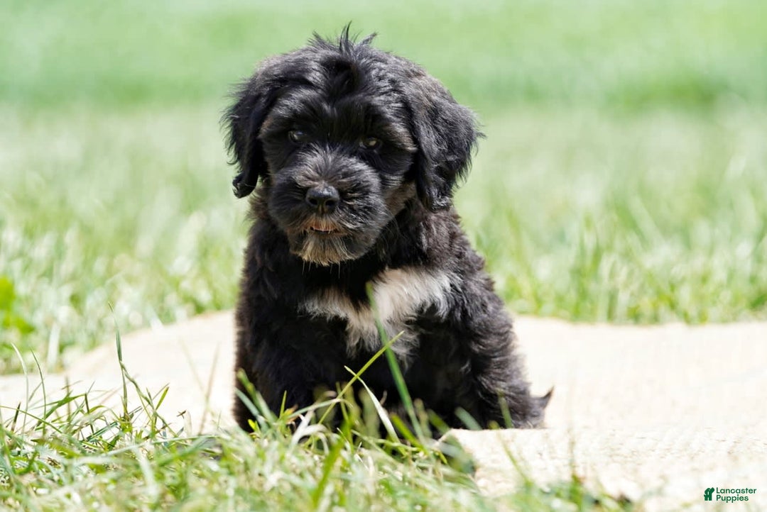 Portuguese Water Dog dogs for sale: Boots - Image 20