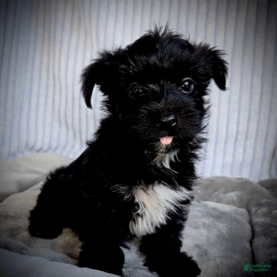 Morkie dogs for sale: Ryker - Image 9