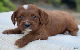 Cavapoo dogs for sale: Lincoln - Image 8
