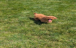 Toy Poodle dogs for sale: Buffy - Image 16