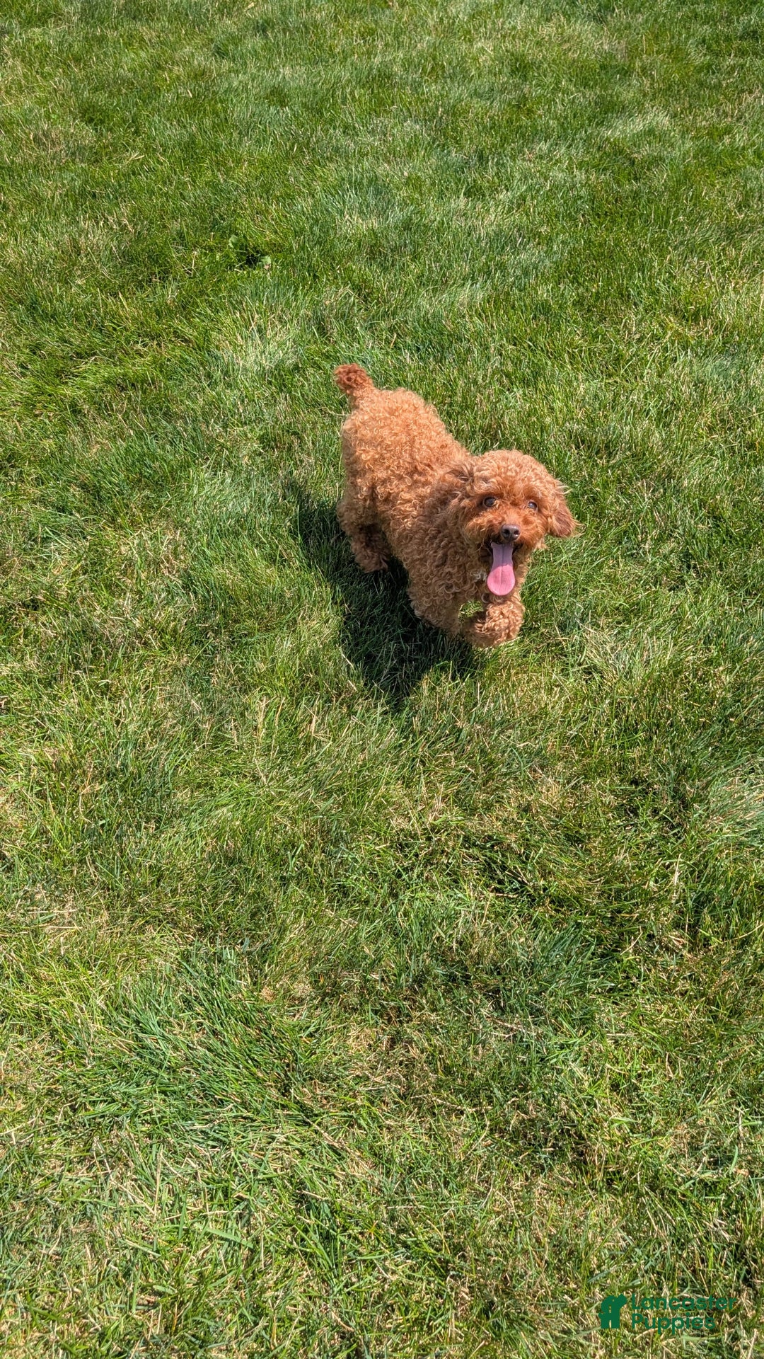 Toy Poodle dogs for sale: Buffy - Image 16