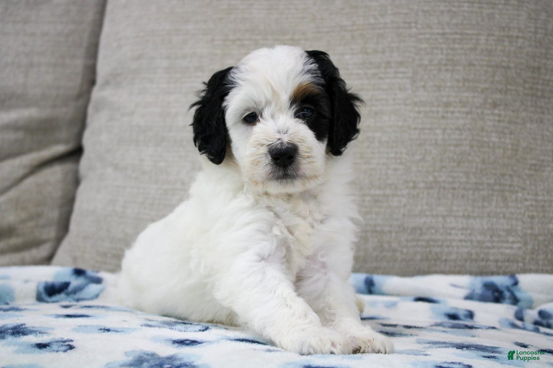 Mini Bernedoodle dogs for sale: Lennon - Image 20