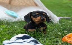Miniature Dachshund dogs for sale: Nutella - Image 12