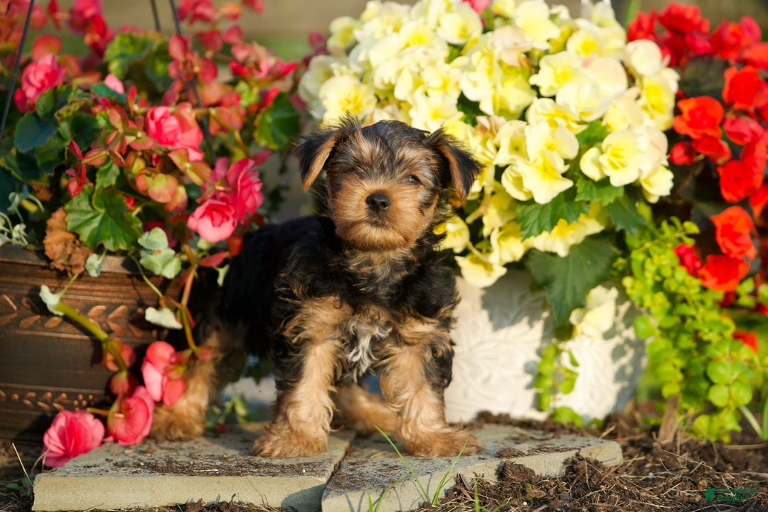 Yorkshire Terrier dogs for sale: Kalvin - Image 5