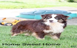 Australian Shepherd dogs for sale: Echo - Image 9