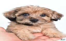 Yorkiepoo dogs for sale: Pearl - Image 5