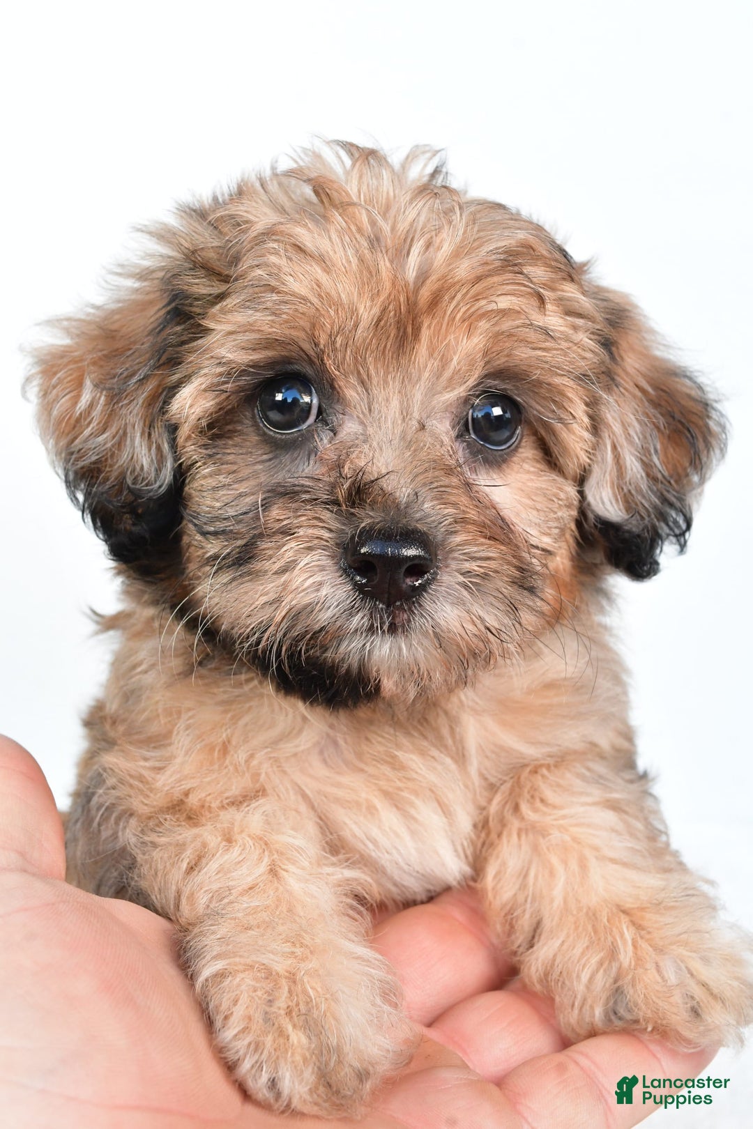 Yorkiepoo dogs for sale: Pearl - Image 5