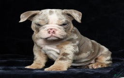 English Bulldog dogs for sale: Zeke - Image 6