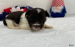 Miniature Schnauzer dogs for sale: Fancy Female 2 Akc Liver Parti - Image 1