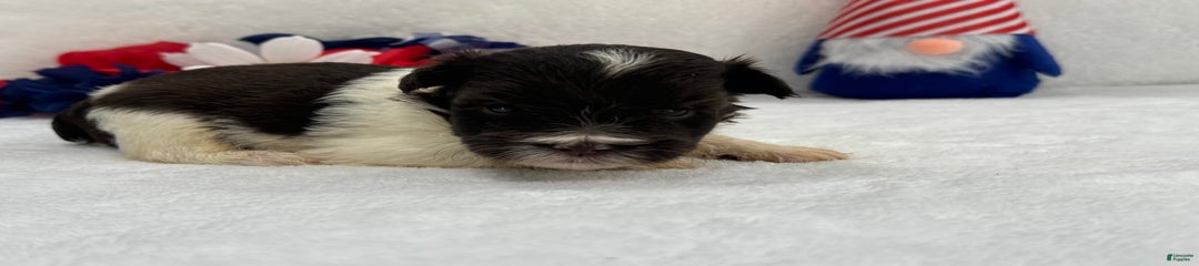 Fancy Female 2 Akc Liver Parti