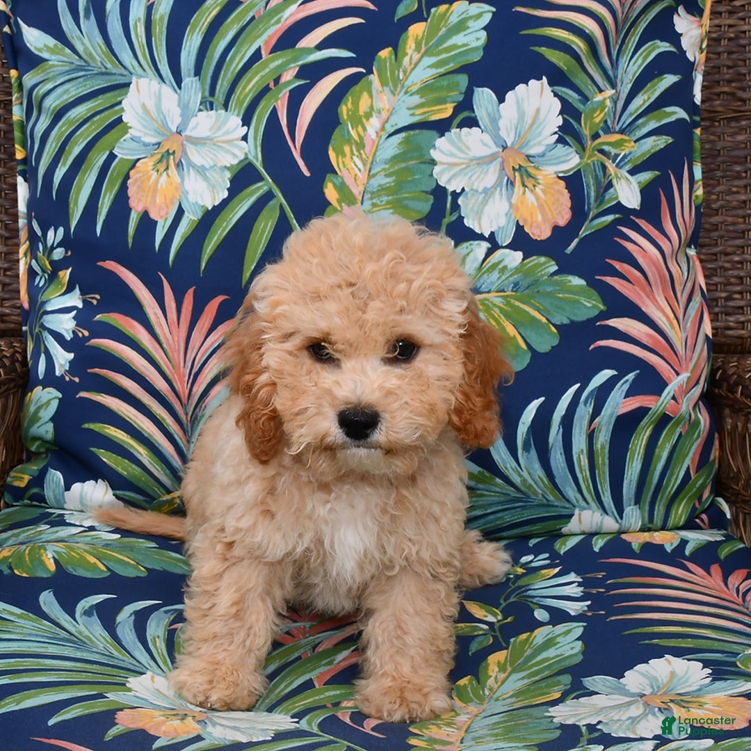 Forever dogs for sale: Remi - Image 5