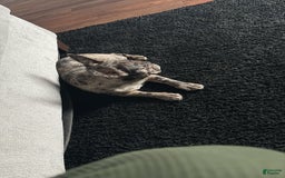 French Bulldog dogs for sale: Milo - Image 1