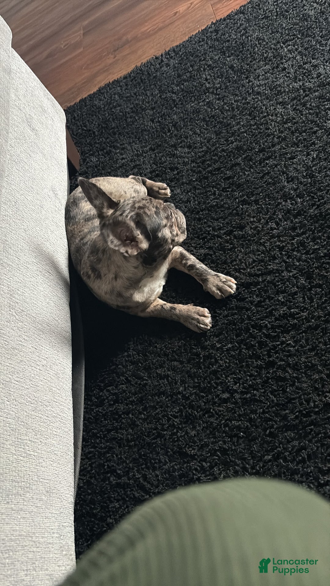 French Bulldog dogs for sale: Milo - Image 1