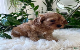 Cavapoo dogs for sale: Mason - Image 3
