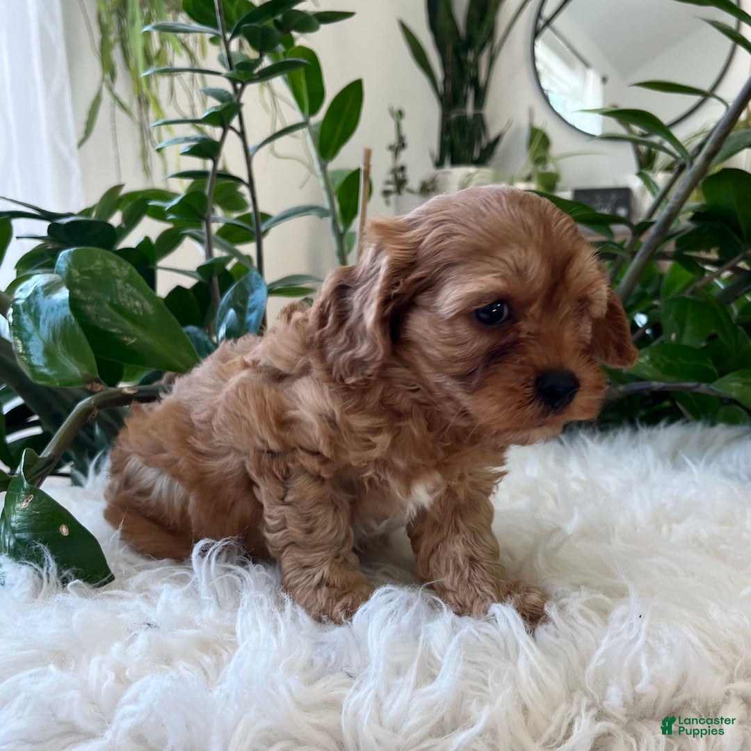 Cavapoo dogs for sale: Mason - Image 3