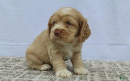 Cocker Spaniel dogs for sale: Sugar - Image 9
