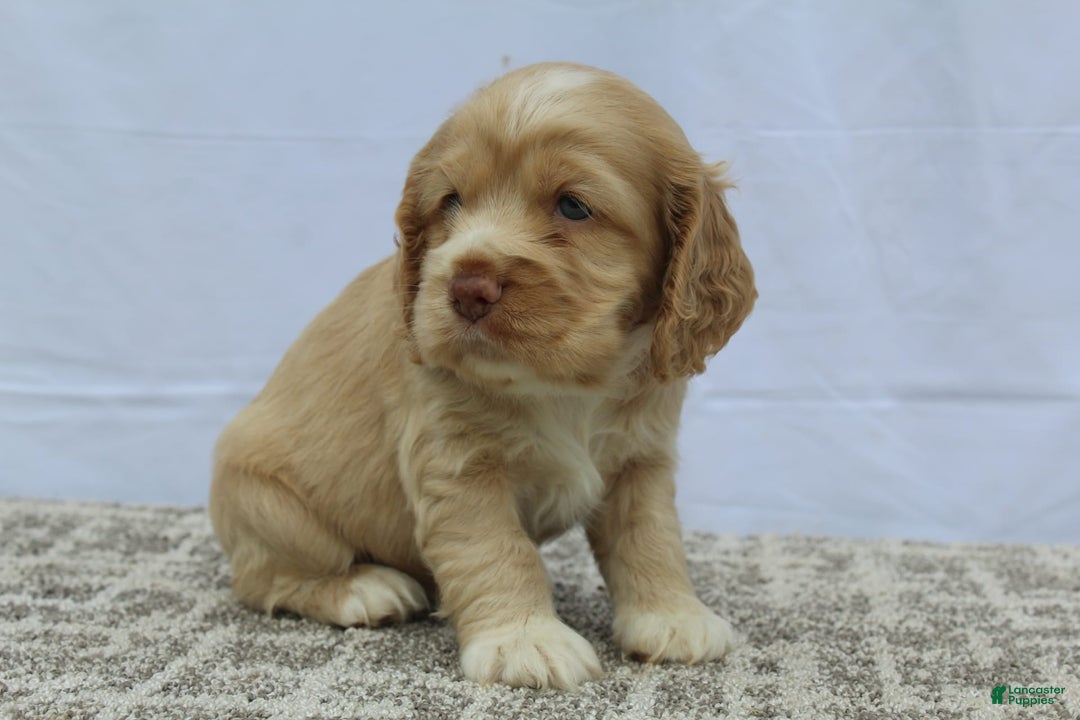 Cocker Spaniel dogs for sale: Sugar - Image 9