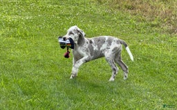 Great Dane dogs for sale: Heather - Image 8