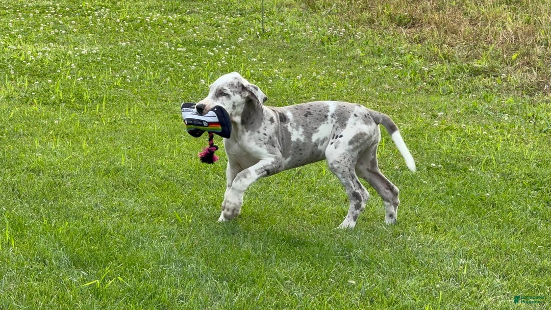 Great Dane dogs for sale: Heather - Image 8