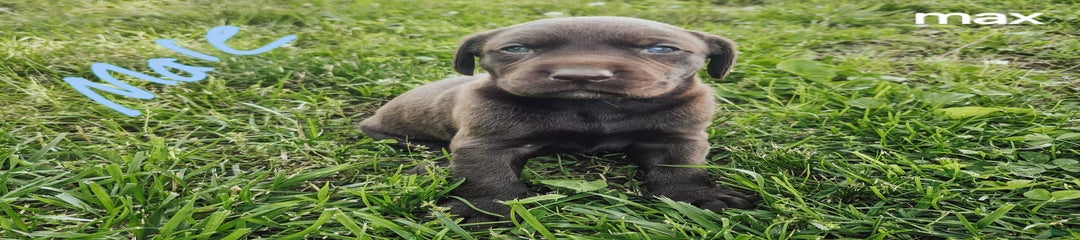 Max