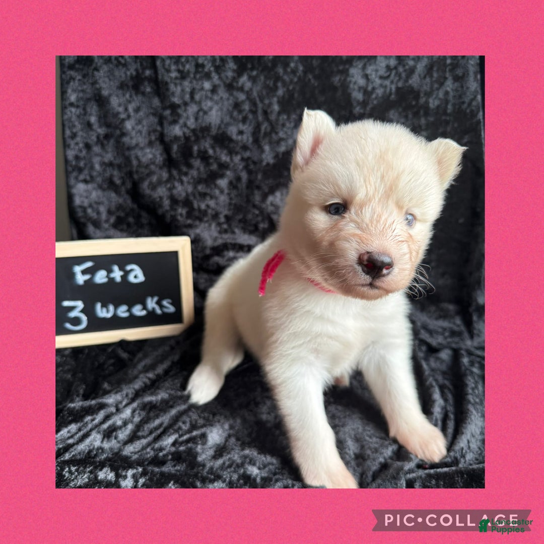 Siberian Husky dogs for sale: Feta - Image 2