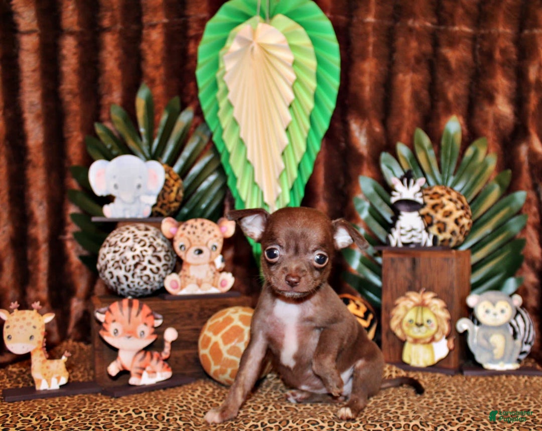 Chihuahua dogs for sale: Symbra - Image 3