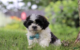 Shihpoo dogs for sale: Antonio - Image 3