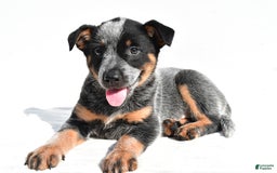 Australian Cattle Dog dogs for sale: Addie - Image 3