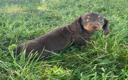 Dachshund dogs for sale: Danny - Image 8