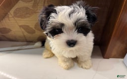 Morkie dogs for sale: Handsome big boy - Image 2